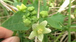 BRYONE DIOÏQUE ( fleur femelle).JPG