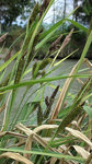 CAREX RIPARIA ...JPG