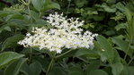 SUREAU NOIR (sambucus nigra).JPG