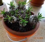 succulente.jpg
