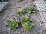 Des semis spontanés sur le futur emplacement des courgettes.