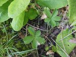 DSCN3117.jpg