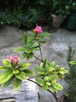 IMG_0116.JPG