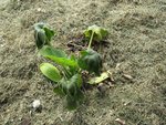 Le pied de courgette ayant le plus souffert la nuit dernière.<br />Mais rien n'est perdu, le cœur est bien en vie.
