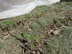 Les haricots vert ont bien grandis et j'avoue que cela me ferais de la peine de les perdre maintenant.