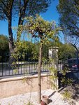 IMG_20170419_161754.jpg
