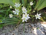 ORNITHOGALUM UMBELLATUM.jpg