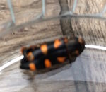 insecte dos