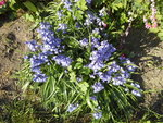 Fleurs bleues ou violettes