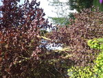 Arbre, nous pensions a un noisetier...mais pas de noisettes