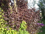 Arbre 2