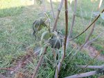 IMG_2966.JPG