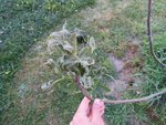 C'est incroyable de voir le nombre de plantes dont les feuilles ont gelées. Après une balade hier, j'ai vu que les robiniers étaient complètement grillés, tout comme les vignes et d'autres arbustes que je ne connais pas.<br />Pour ce qui est de mon figuier, protégé grâce à un tas de neige cet hiver, il n'a pas du tout aimé le froid actuel.