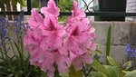 fleur rose 1.jpg