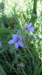 ERODIUM BEC DE GRUE.JPG