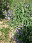20170425_135257_resized_petit.jpg