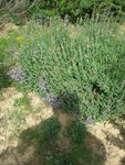 20170425_135254_resized_petit.jpg