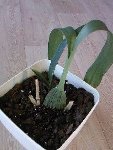 voici la photo de l'orchidée en question...