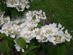 viburnum plicatum mariesii