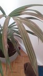 20170423_175115.jpg