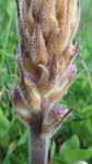 OROBANCHE détails.JPG