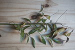 DSCF2245.JPG