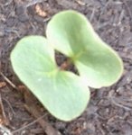 IMG_20170429_202055.jpg