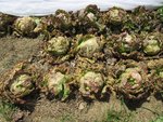 Plus rien de bon à manger sur celles là.<br />Ça fait mal au cœur après les avoir entretenu depuis l'automne dernier.