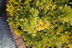 005 feuilles R.JPG