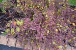feuilles