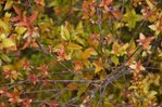 feuilles