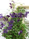 CLEMATITE (3) - Copie.jpg