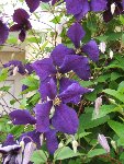 CLEMATITE (4) - Copie.jpg