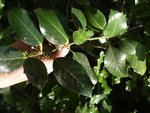 Q. Ilex dimorphisme 22.JPG