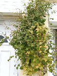 CLEMATITE (5) - Copie.jpg