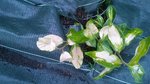 WP_20170501_001.jpg