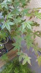 feuilles developpées