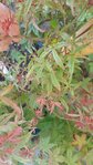 feuilles sur autre partie de l'arbre, plus fines, découpées, différentes des grosses !