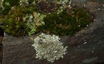 Mousse  et lichens 57.JPG