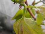 vigne gelée (1).JPG