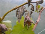 vigne gelée (2).JPG