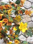 fleur.jpg