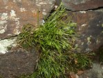 Asplenium septentrionale  53.JPG