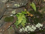 Polypodium 63.JPG