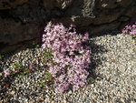 SAPONARIA OCYMOIDE.JPG