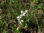 ORNITHOGALUM UMBELLATUM (étoile Bethlehem).JPG