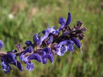 SALVIA PRATENSIS.JPG