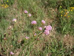 ARMERIA arenaria.JPG