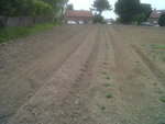 grand potager