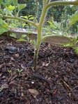 Voici un exemple de pied de tomate avec des tâches noires